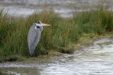 Grey Heron - Blauwe reiger
