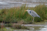 Grey Heron - Blauwe reiger 