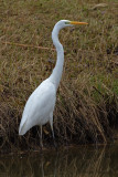 Great Egret - Grote zilverreiger