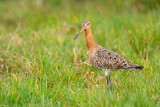 Black-tailed Godwit - Grutto 