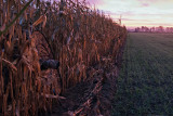 In the field - In het veld