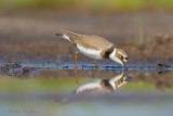 Plovers - Plevieren