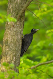 Black woodpecker - Zwarte specht