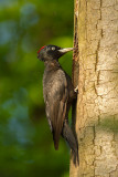 Black woodpecker - Zwarte specht