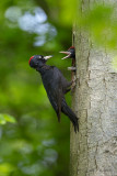 Black woodpecker - Zwarte specht  