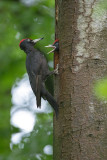 Black woodpecker - Zwarte specht  