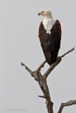 African Fish eagle - Afrikaanse visarend