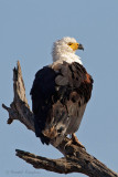 Birds of prey - Roofvogels