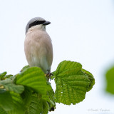 Red-backed Shrike - Grauwe klauwier 