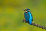 Kingfisher - IJsvogel