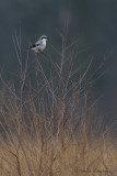 Shrikes - Klauwieren