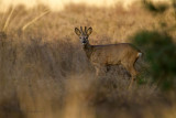 Roe Deer - Ree