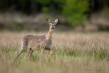 Roe deer - Ree