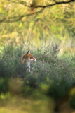 Mammals Netherlands - Dieren Nederland