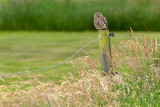 Little Owl - Steenuil 