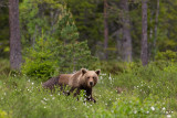 Brown bear - Bruine beer