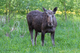 Moose - Eland 