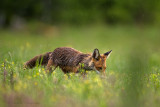 Red Fox - Vos 