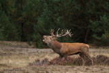 Red deer - Edelhert