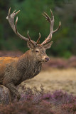 Red deer - Edelhert