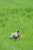 Common Crane - Kraanvogel