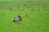 Common Crane - Kraanvogel