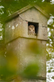 Tawny Owl - Bosuil
