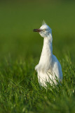 Western Cattle Egret - Koereiger 