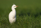 Western Cattle Egret - Koereiger 