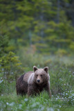 Brown Bear - Bruine beer
