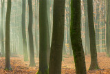Speulderbos