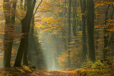 Speulderbos