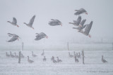 Greylag Goose - Grauwe gans