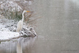 Great Egret - Grote zilverreiger 