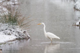 Great Egret - Grote zilverreiger 