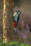 Woodpeckers - Spechten