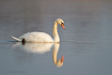 Mute Swan - Knobbelzwaan