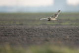 Short-eared Owl - Velduil 