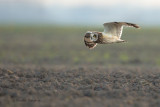 Short-eared Owl - Velduil 