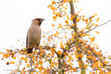 Bohemian Waxwing - Pestvogel