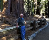 General Sherman - Worlds Largest Tree - 7.jpg