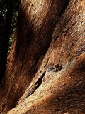 Amys Tree - Same Color as Her Hair.jpg