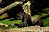 Gorilla - 1.jpg