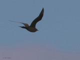Arctic Skua, Loch Heirmeadail, Benbecula