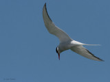 Arctic Tern, Scolpaig Bay, North Uist
