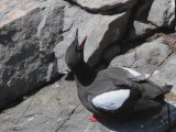 Black Guillemot, Scolpaig Bay, North Uist