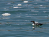 Great Northern Diver, Scolpaig Bay, North Uist