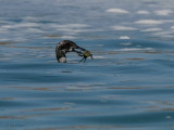 Great Northern Diver, Scolpaig Bay, North Uist