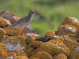 Redshank, Balranald, North Uist