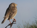Corn Bunting, Balranald, North Uist